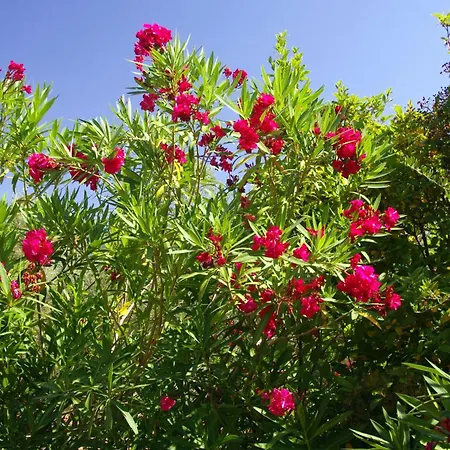 Meublés De Tourisme Casa Erbaggio Sartène