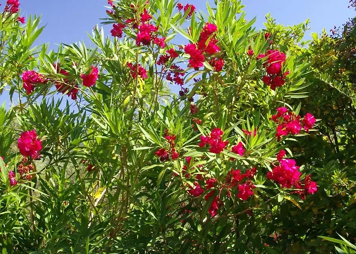 Meubles De Tourisme Casa Erbaggio Sartène